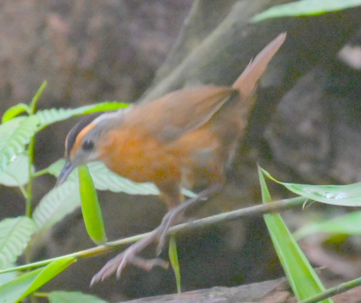 Javan Black-capped Babbler - ML637706536