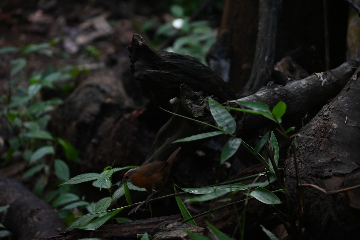 Javan Black-capped Babbler - ML637706537