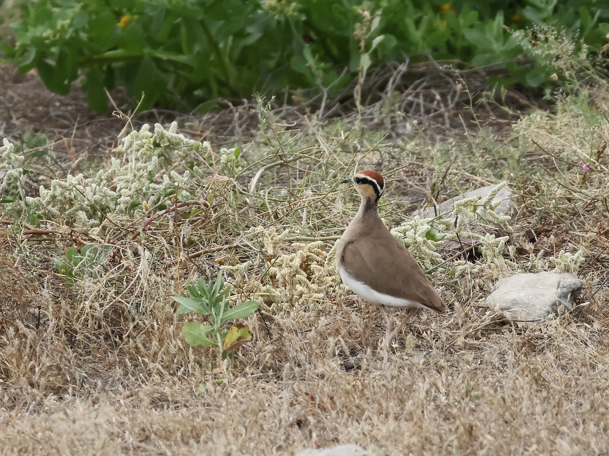 Temminck's Courser - ML637706538
