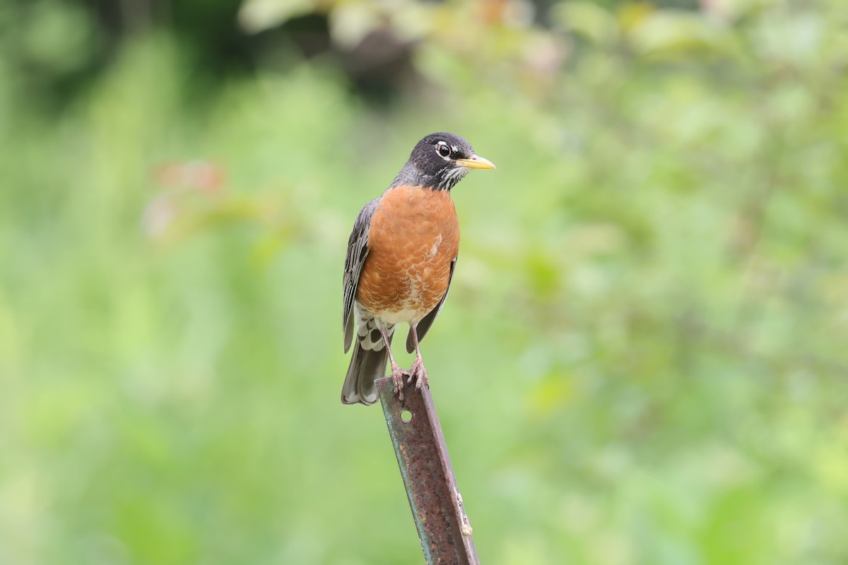 American Robin - ML637706539