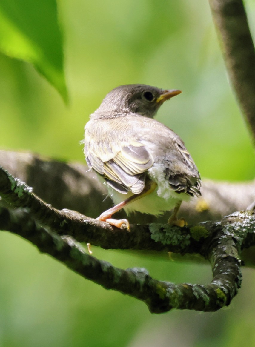 鳥類 - ML637706540
