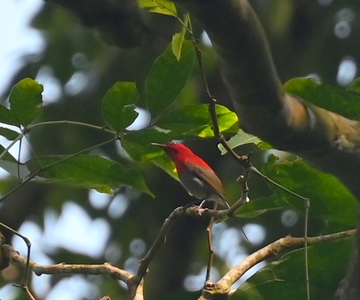 Javan Sunbird - ML637706541