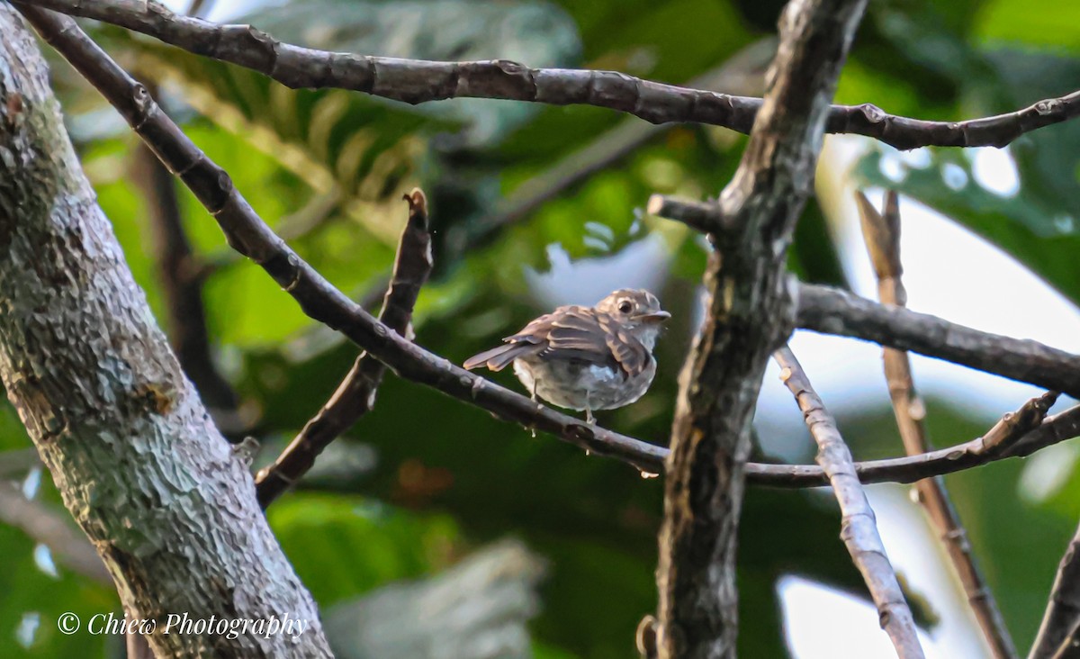 Brown-streaked Flycatcher - ML637706542
