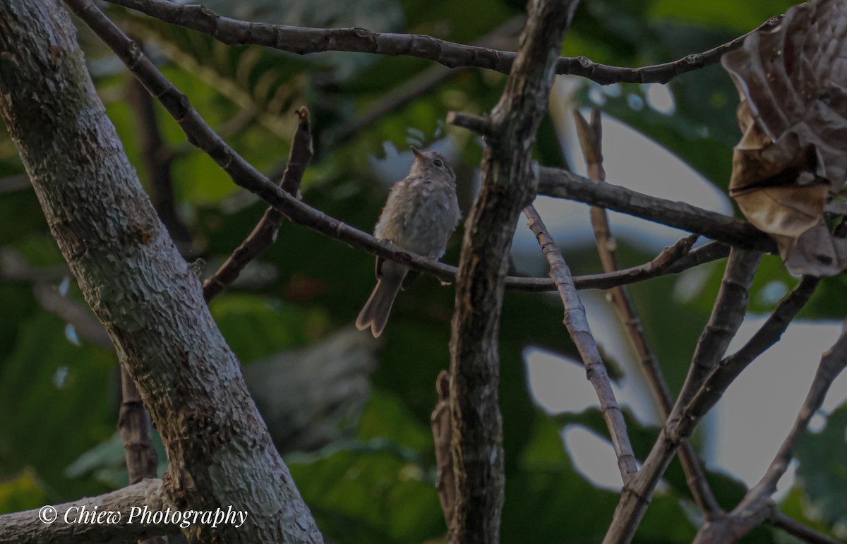Brown-streaked Flycatcher - ML637706543