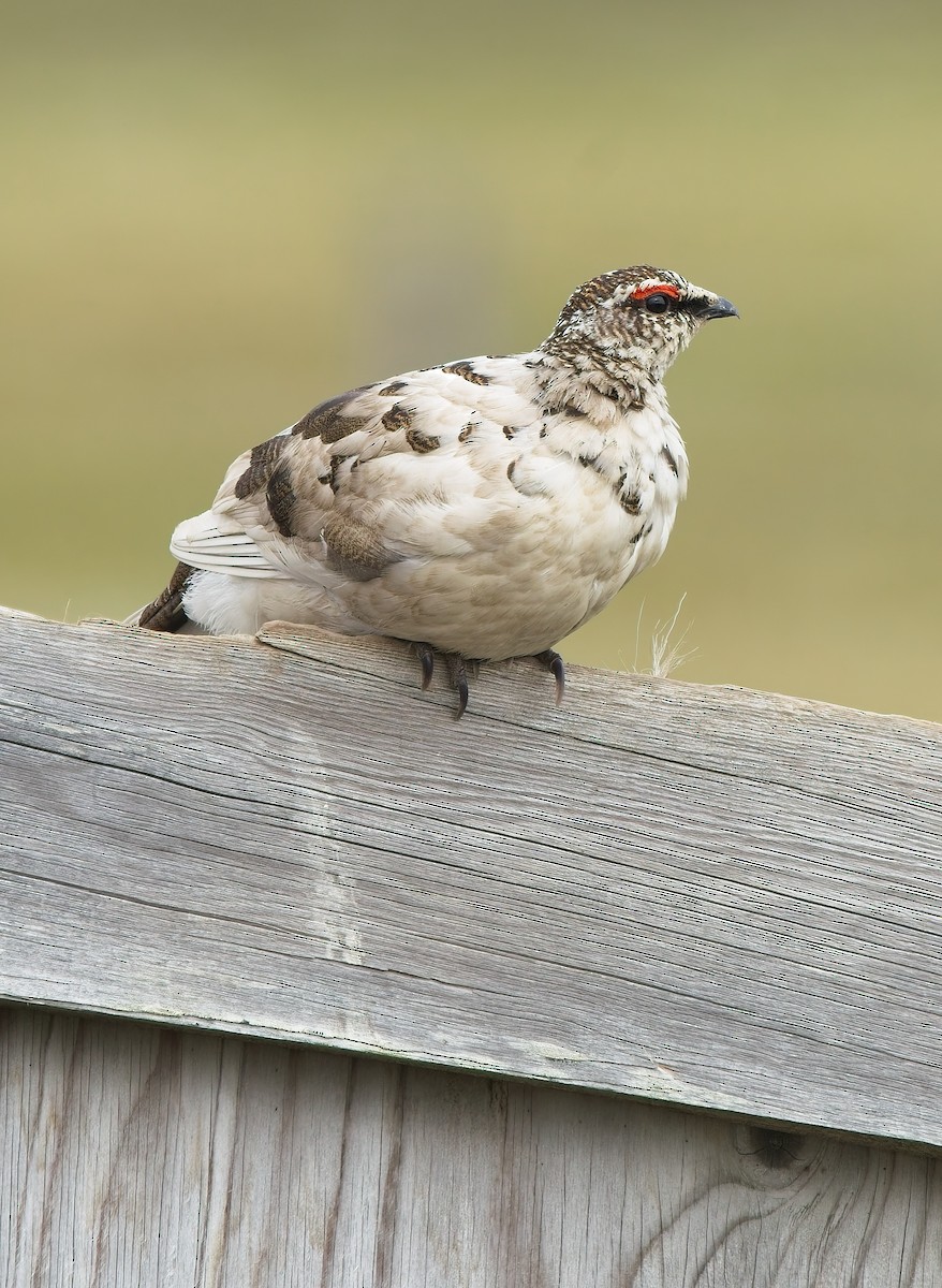 Rock Ptarmigan - ML637706544
