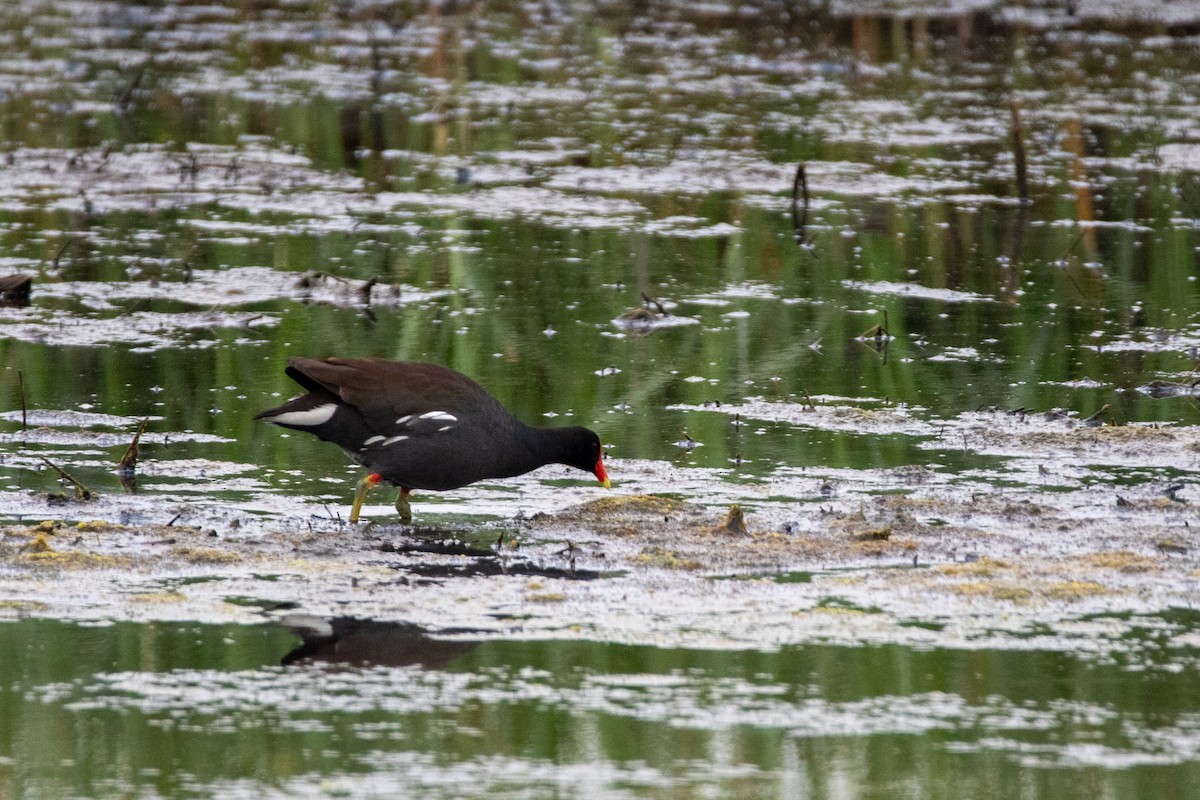Common Gallinule - ML637706549
