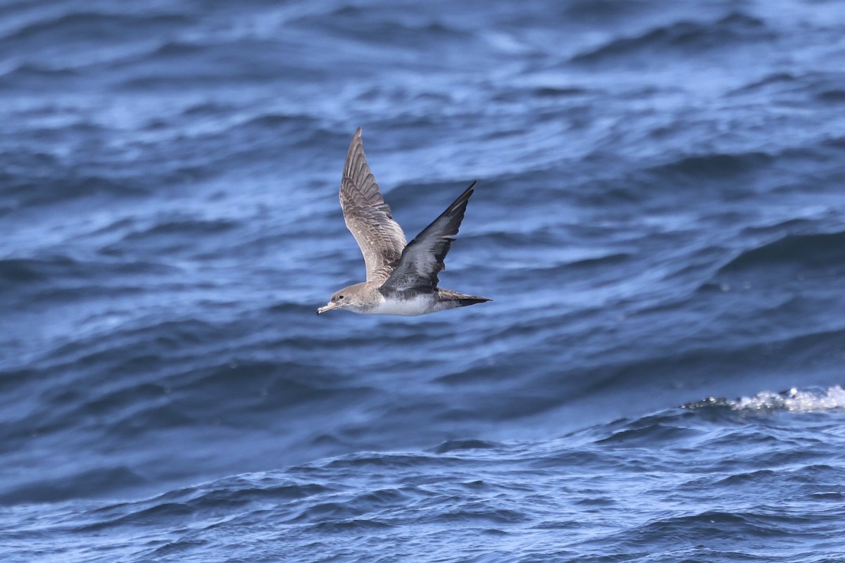Pink-footed Shearwater - ML637706554