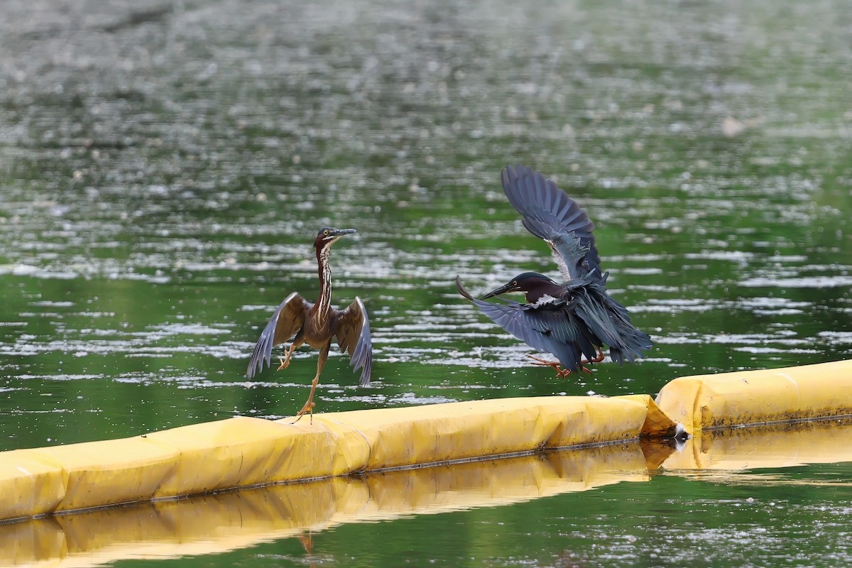 Green Heron - ML637706558