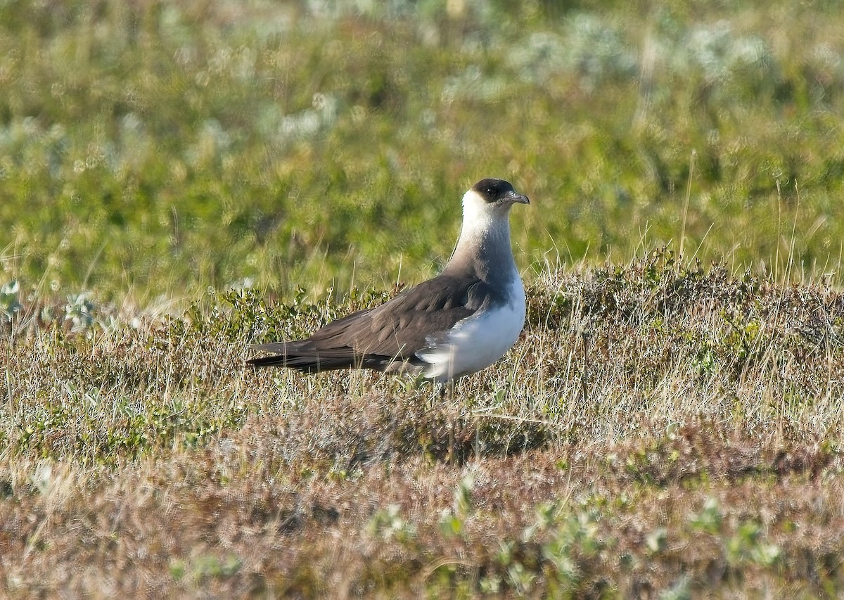 Parasitic Jaeger - ML637706581