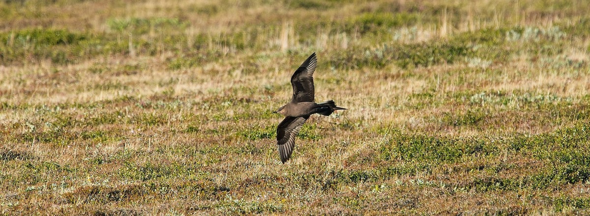 Parasitic Jaeger - ML637706604