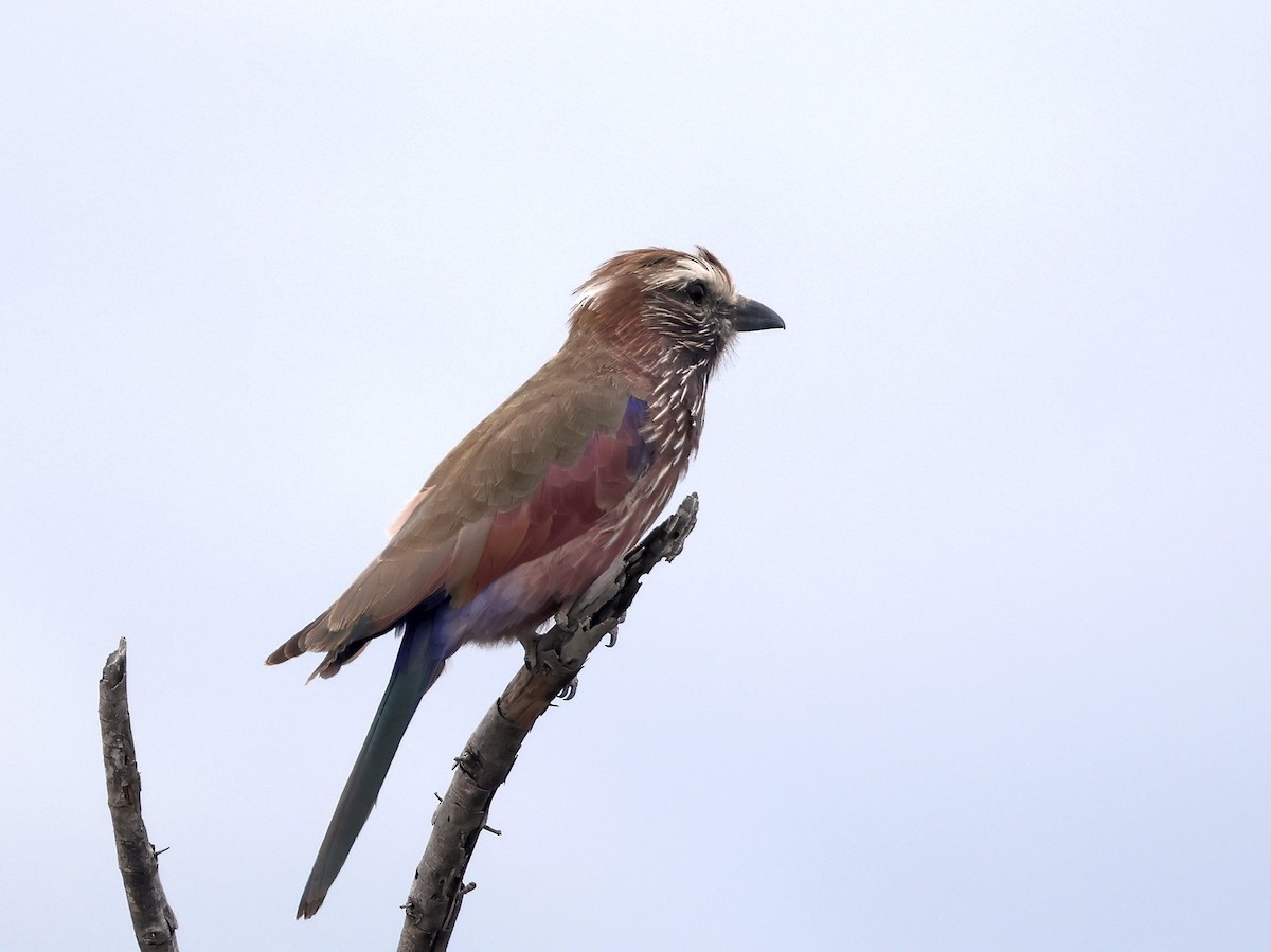 Purple Roller - ML637706615