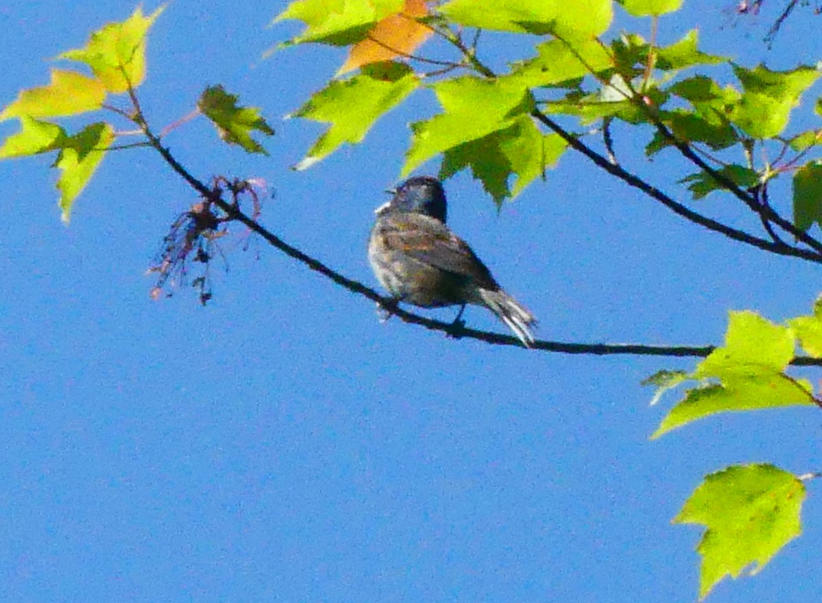 Indigo Bunting - ML637706616