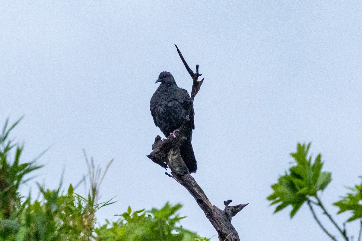 Black Wood-Pigeon - ML637706621