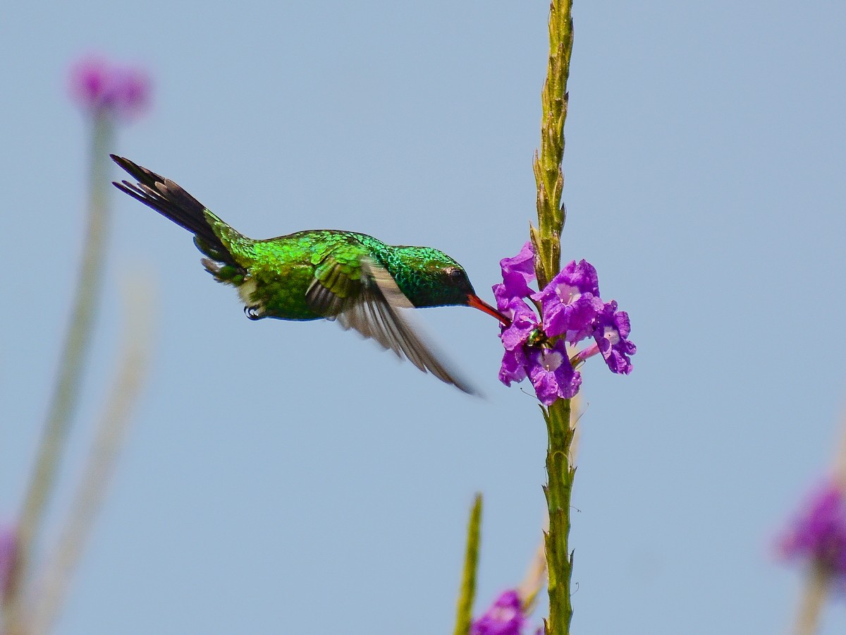 Canivet's Emerald (Salvin's) - ML637706624