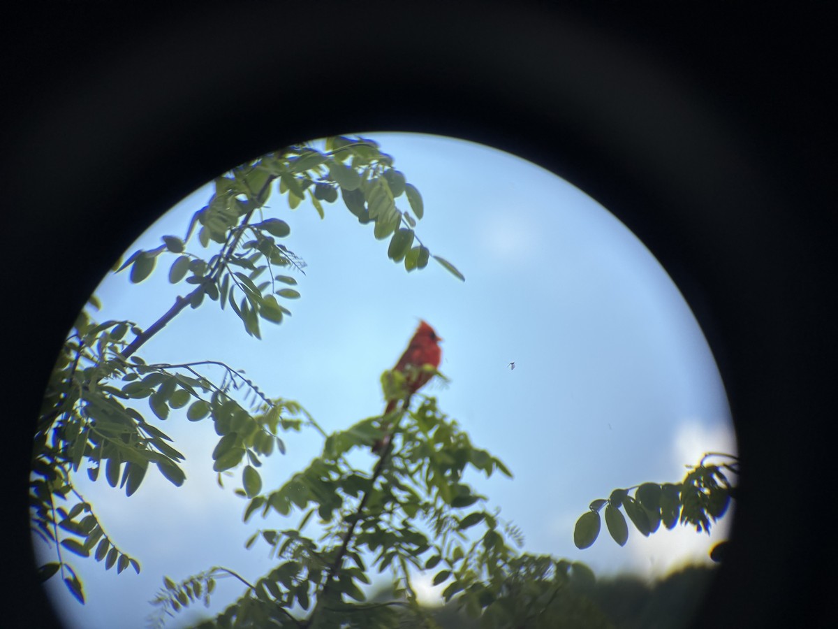 Northern Cardinal - ML637706628
