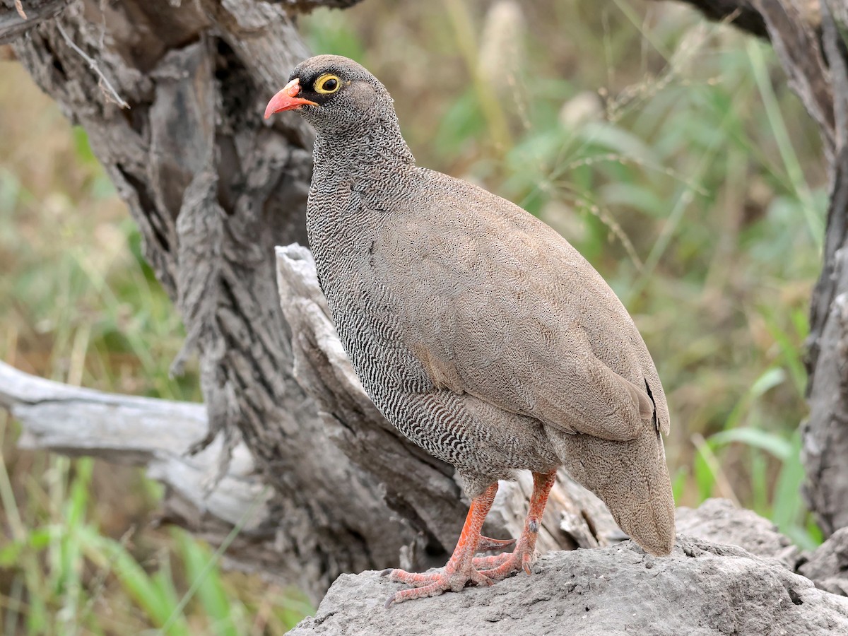 Red-billed Spurfowl - ML637706629