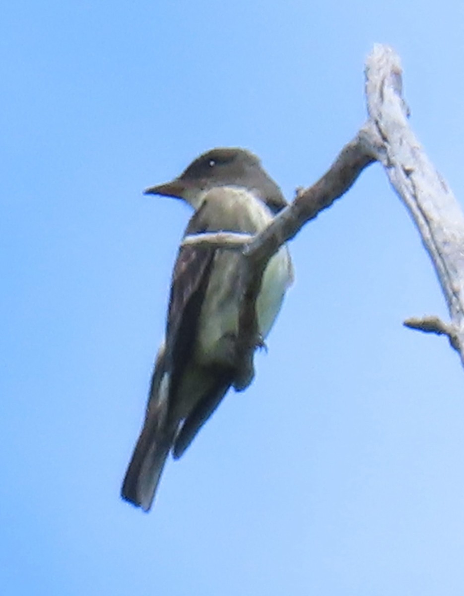 Olive-sided Flycatcher - ML637706630