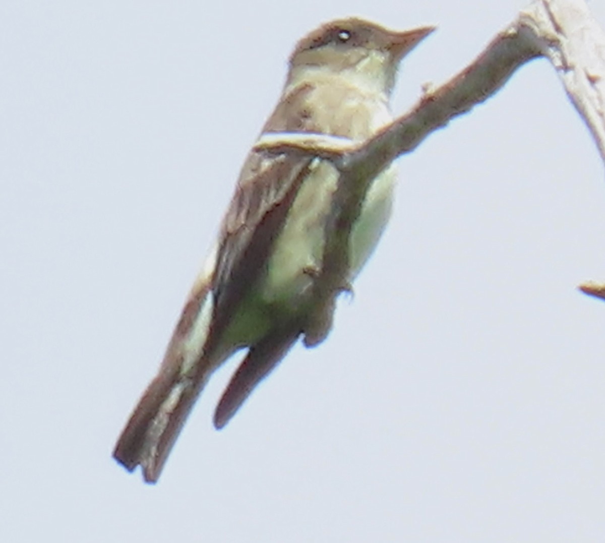 Olive-sided Flycatcher - ML637706640