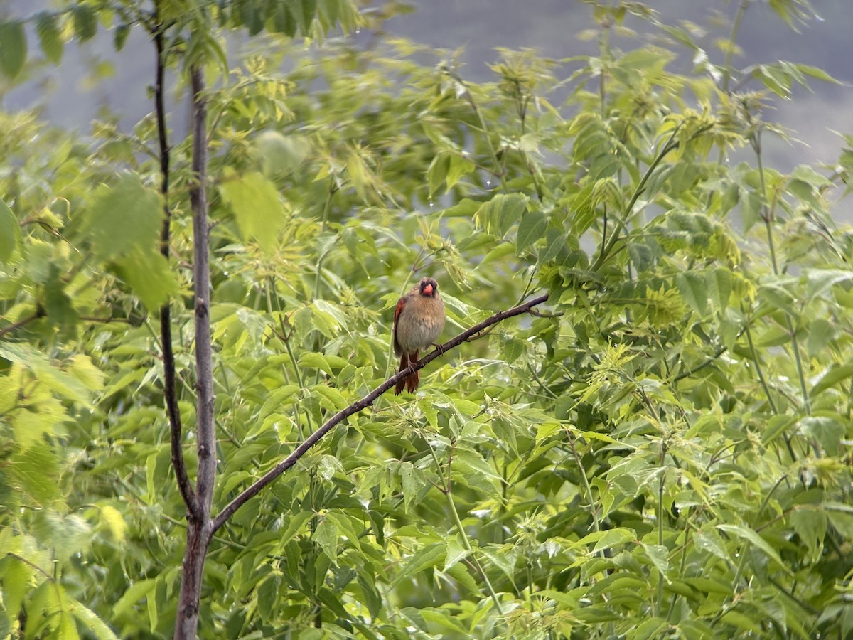 Northern Cardinal - ML637706645