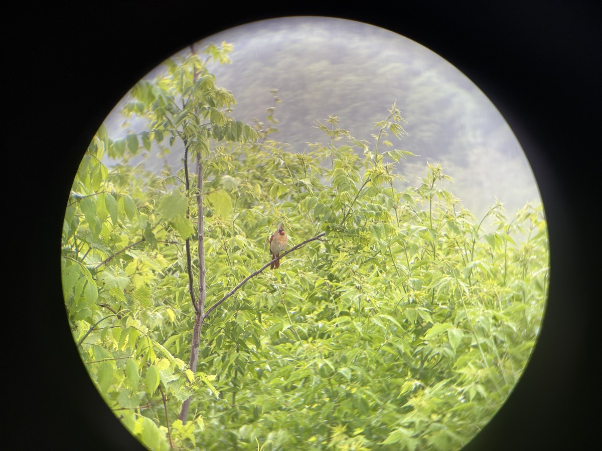 Northern Cardinal - ML637706651