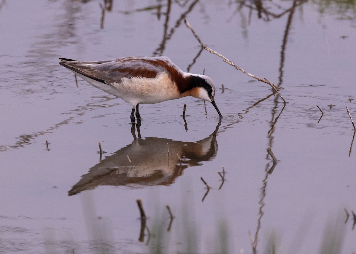 Wilson's Phalarope - ML637706690