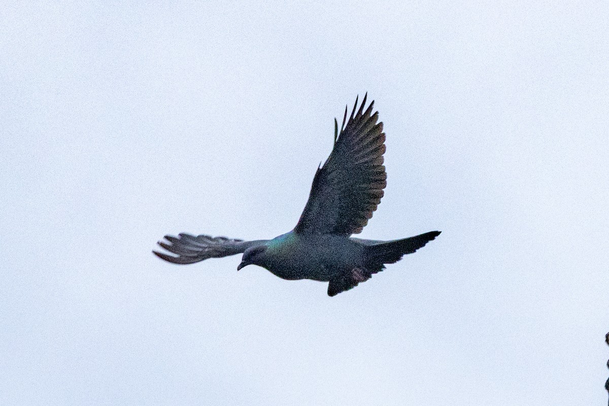 Black Wood-Pigeon - ML637706707