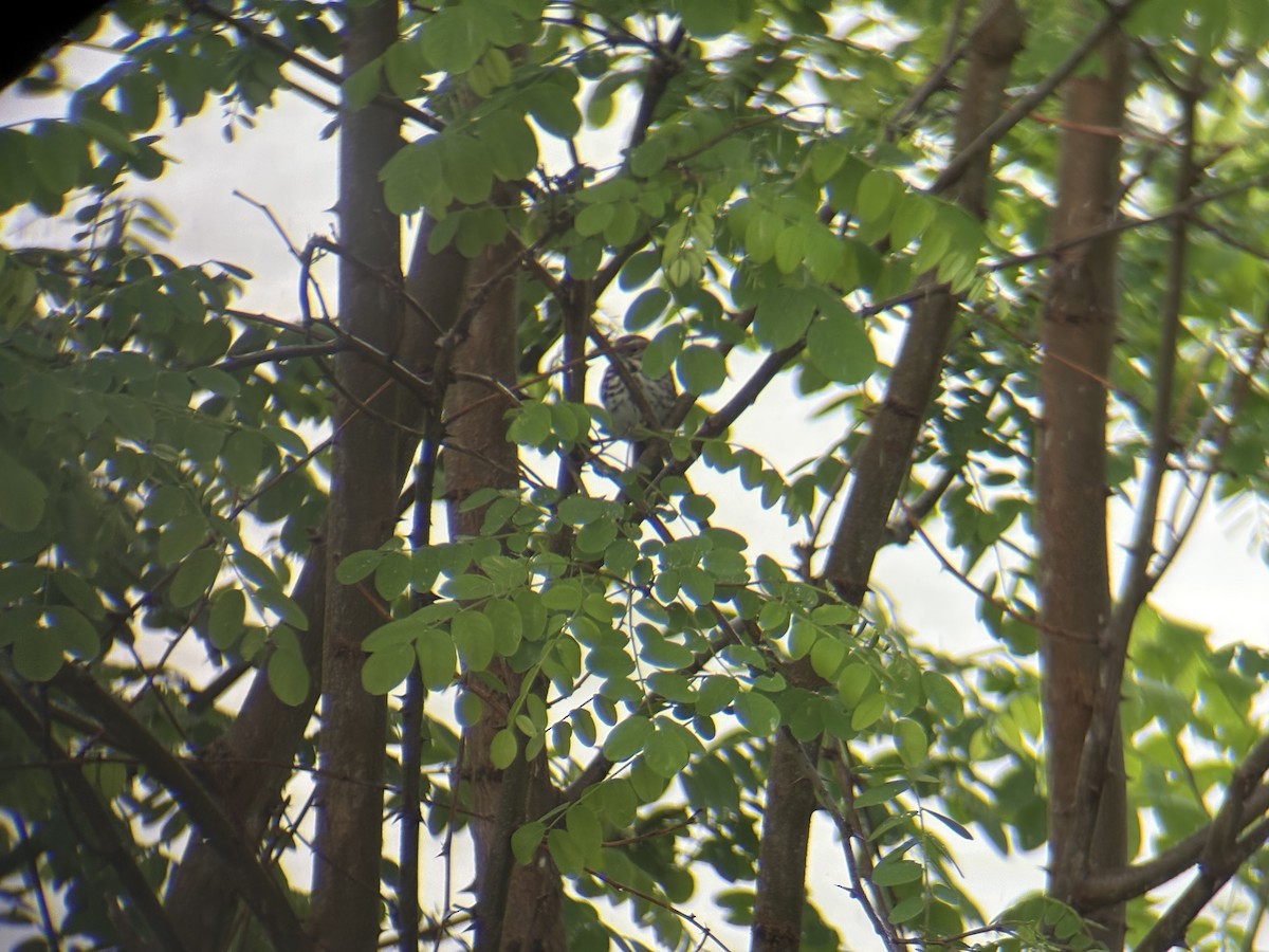 Song Sparrow - ML637706741