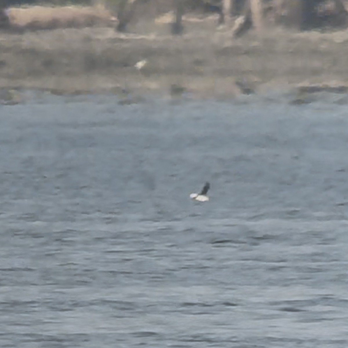 Horned Puffin - ML637706743