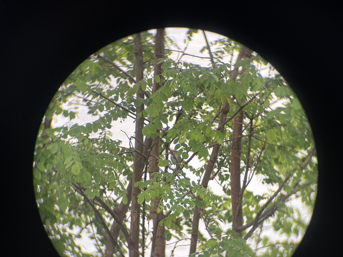 Song Sparrow - ML637706744