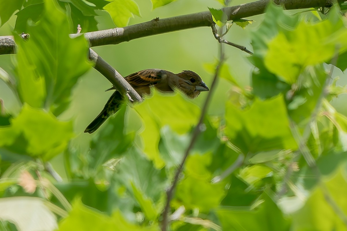 Blue Grosbeak - ML637706826