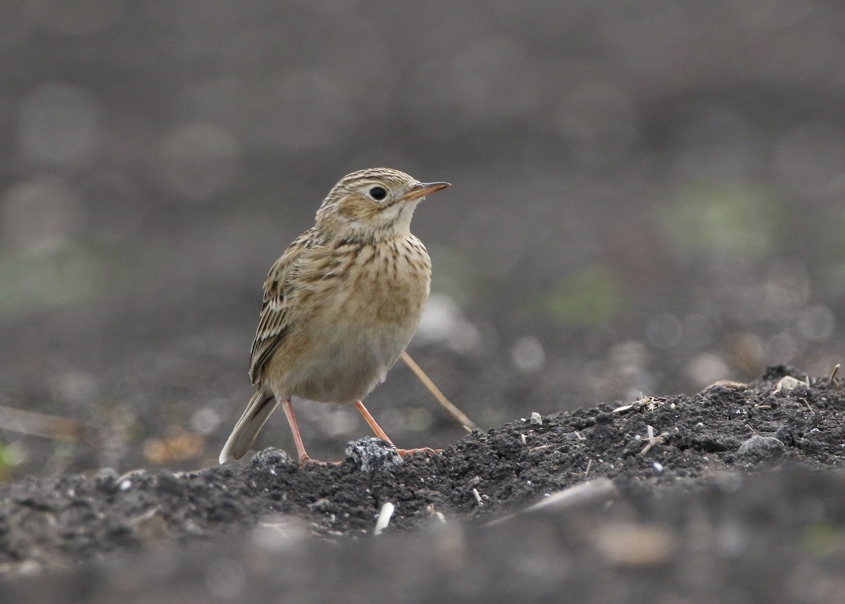 Sprague's Pipit - ML637706881
