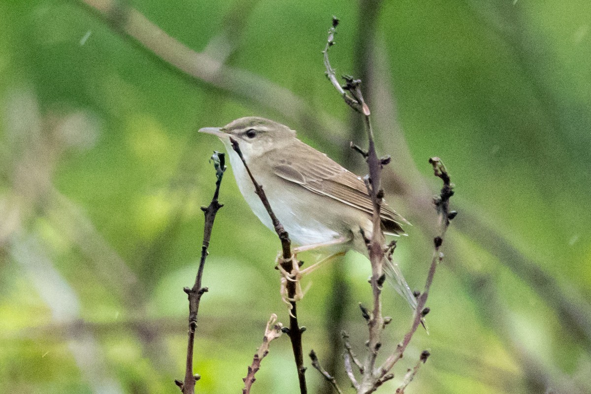 Pleske's Grasshopper Warbler - ML637707024