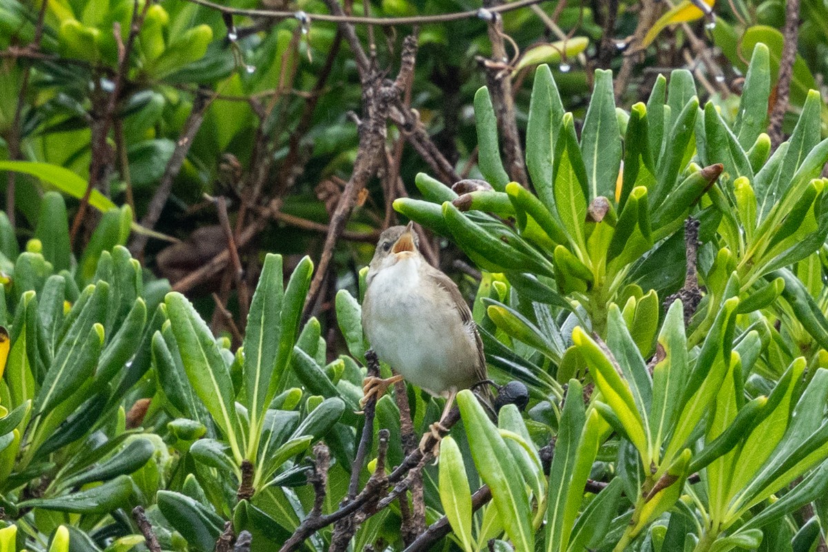 Pleske's Grasshopper Warbler - ML637707026