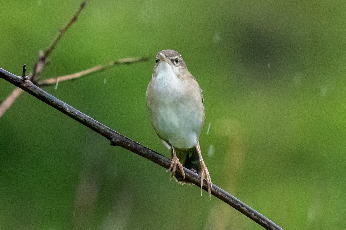 Pleske's Grasshopper Warbler - ML637707027