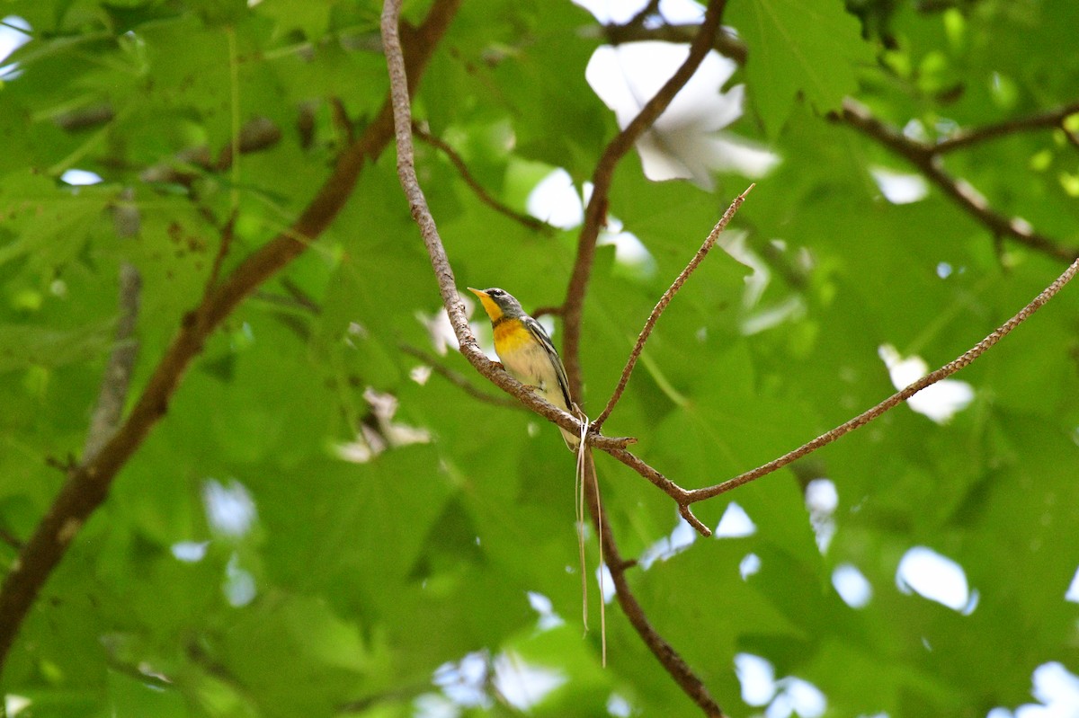 Northern Parula - ML637707127