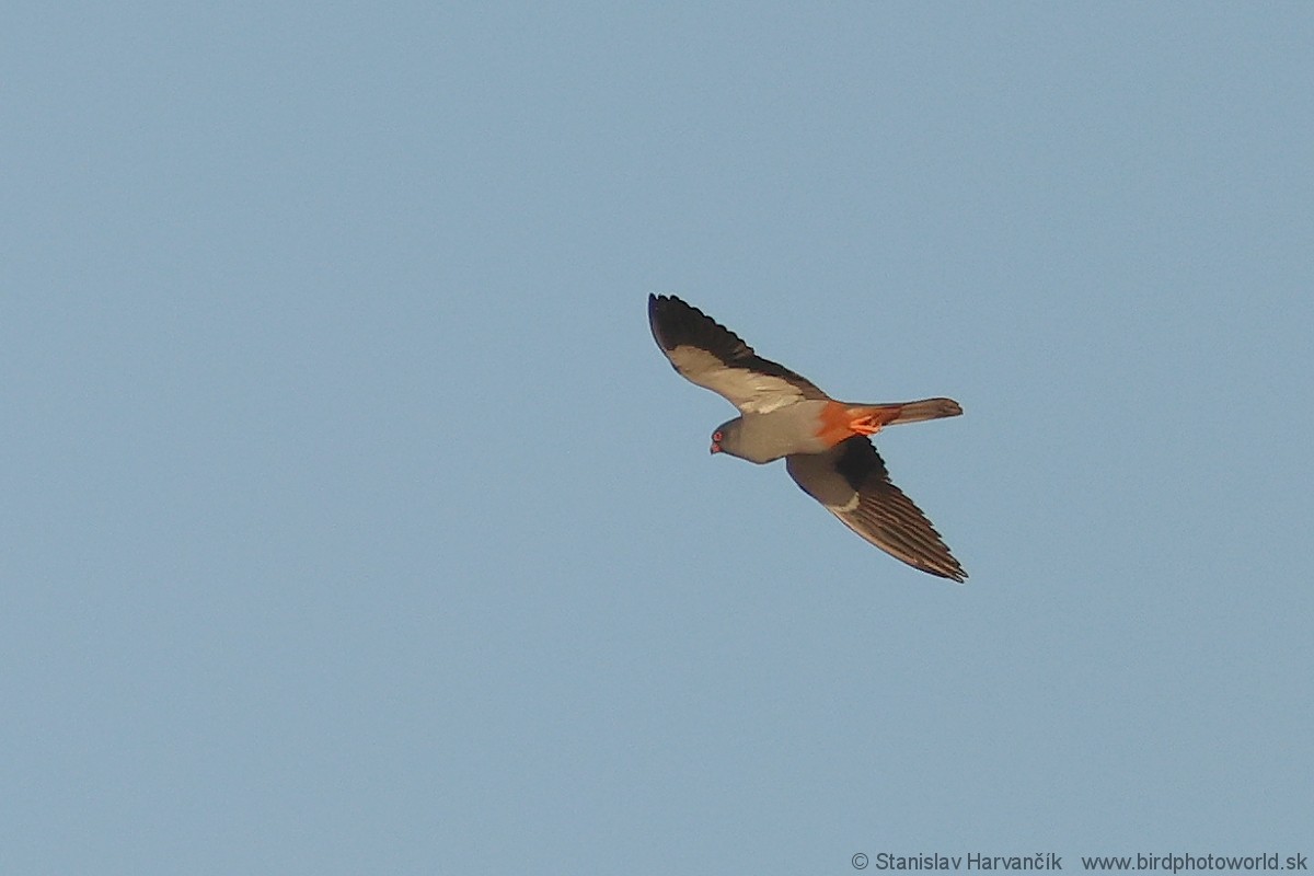 Amur Falcon - Stanislav Harvančík