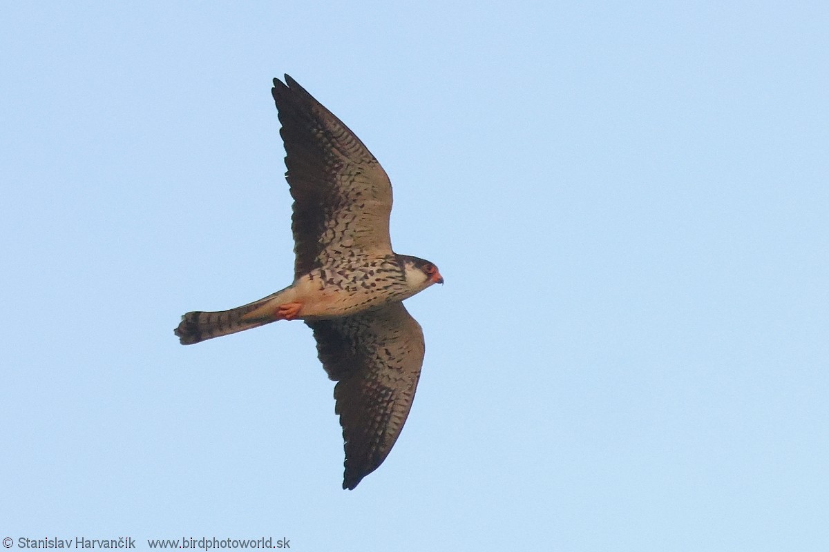 Amur Falcon - Stanislav Harvančík