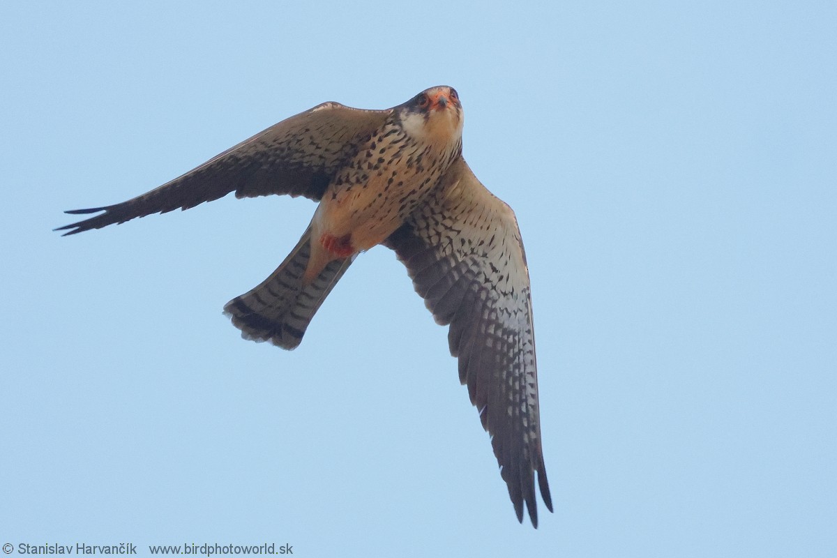 Amur Falcon - Stanislav Harvančík