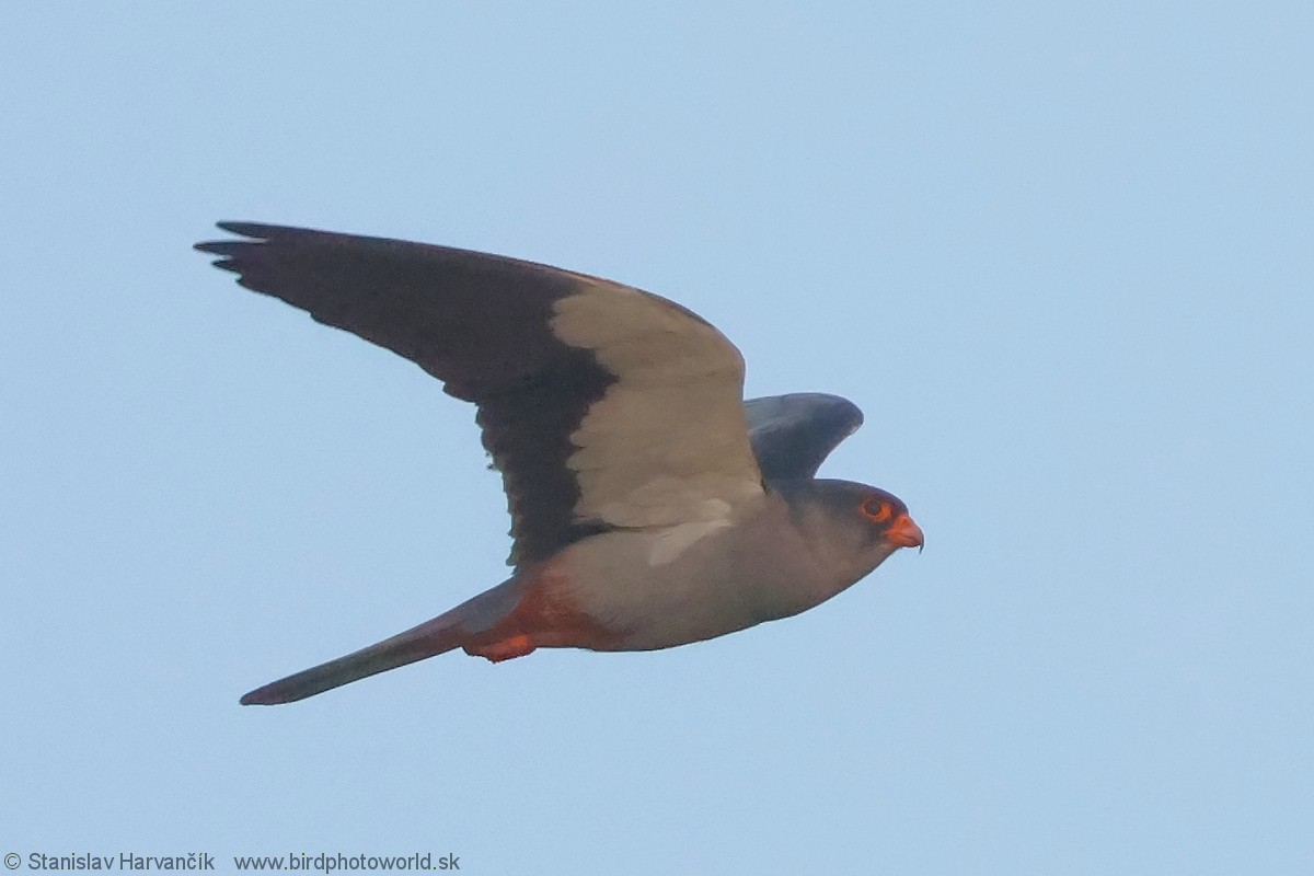 Belatz mantxuriarra - ML637707150