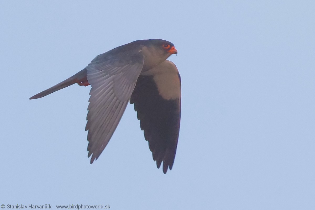 Belatz mantxuriarra - ML637707151