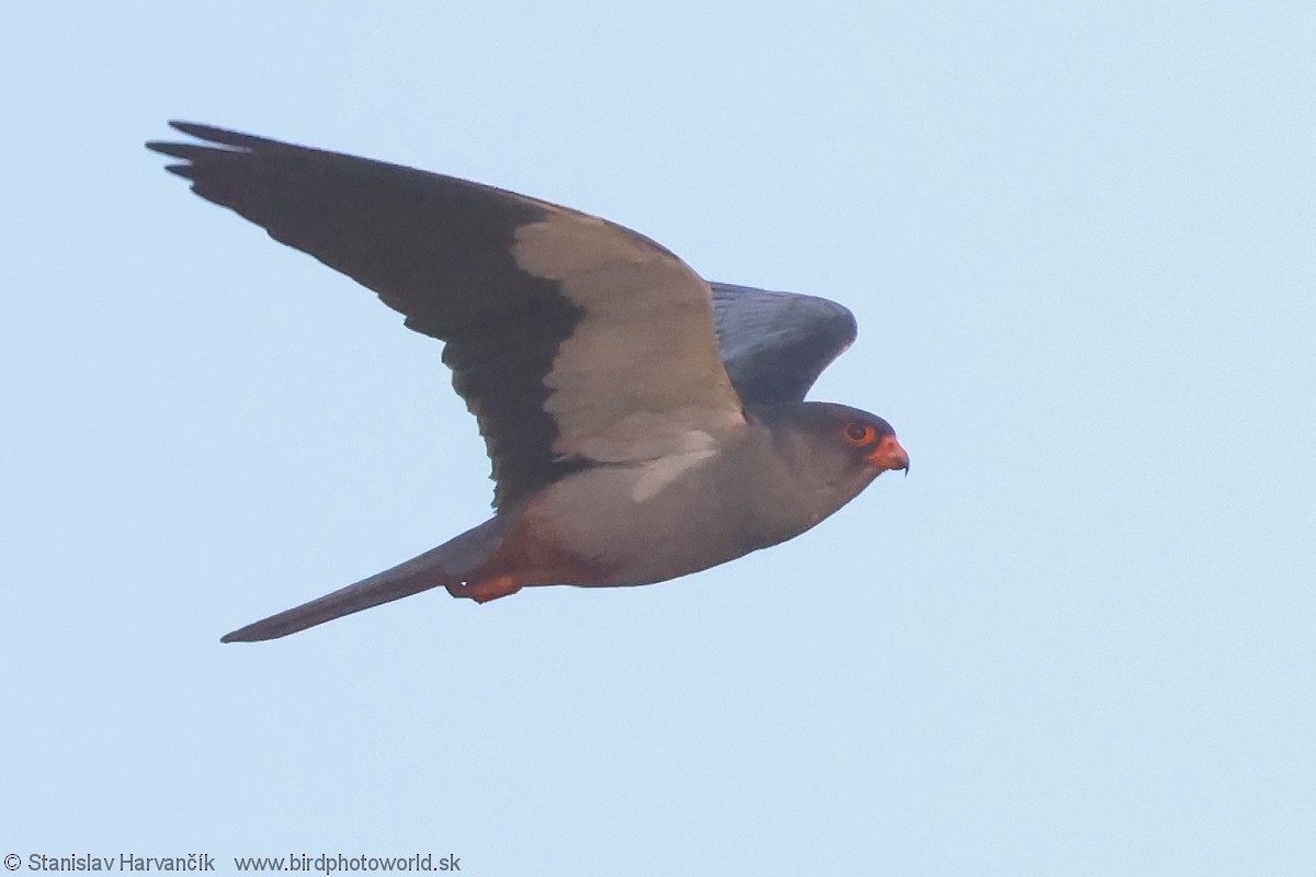 Belatz mantxuriarra - ML637707152