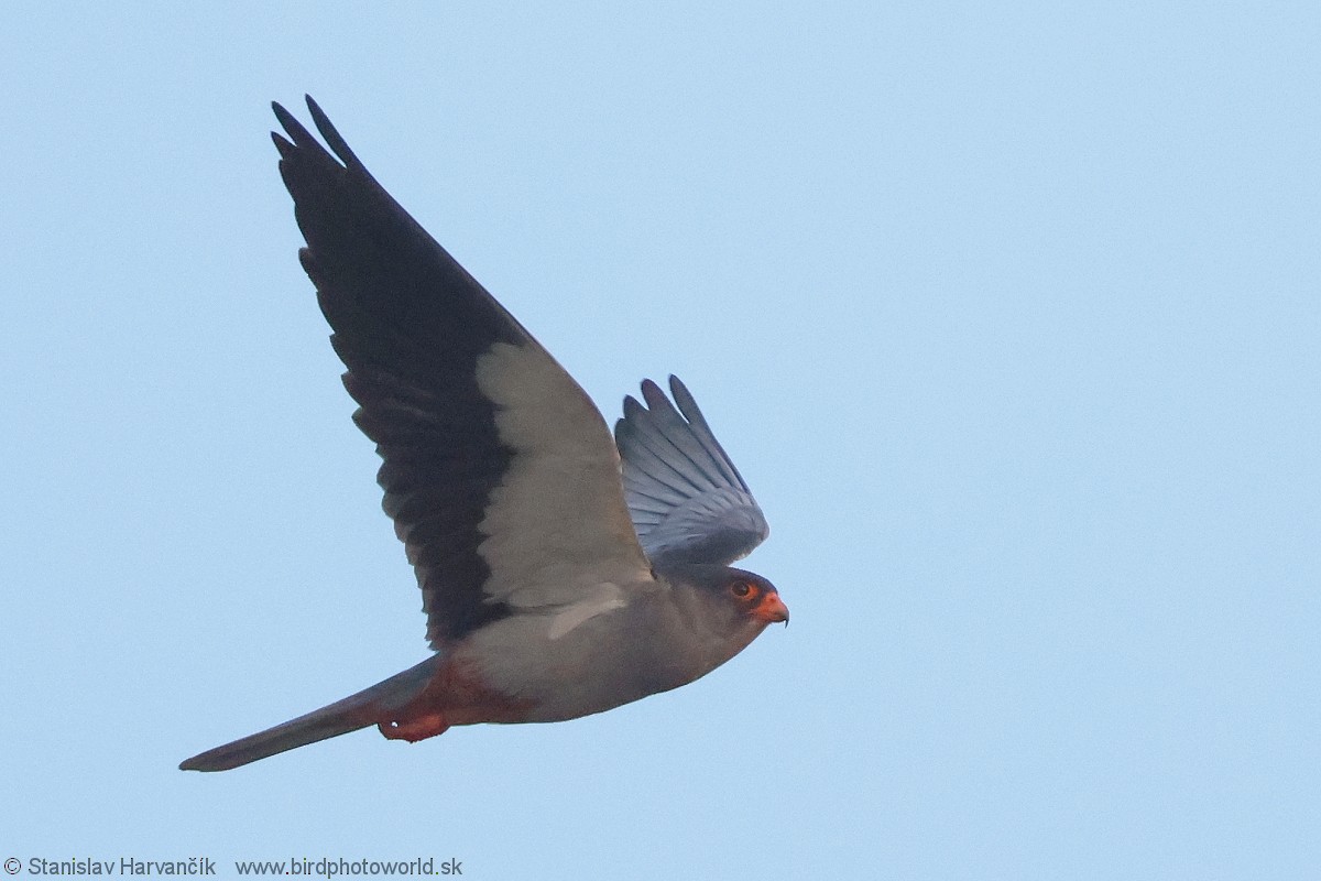 Amur Falcon - Stanislav Harvančík