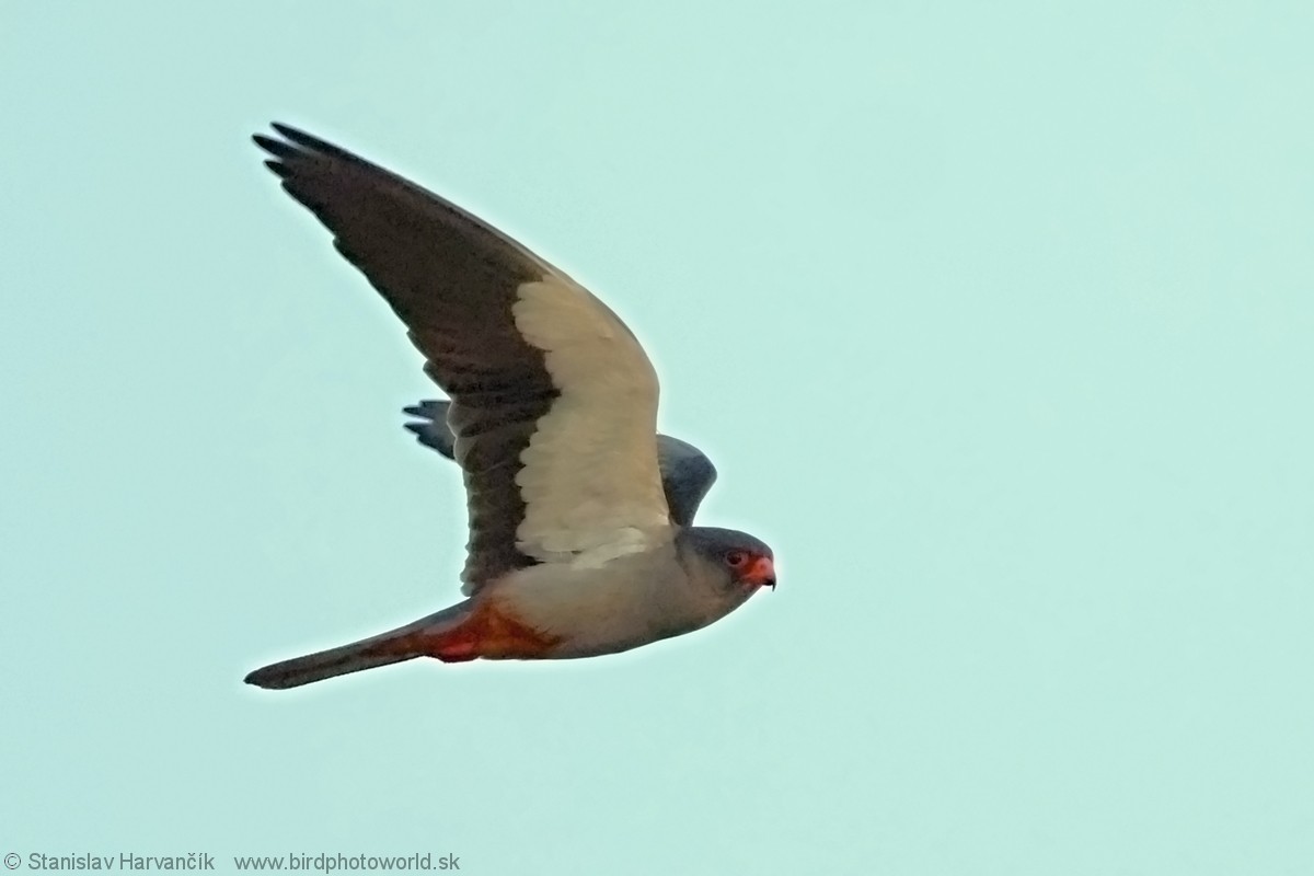 Amur Falcon - Stanislav Harvančík