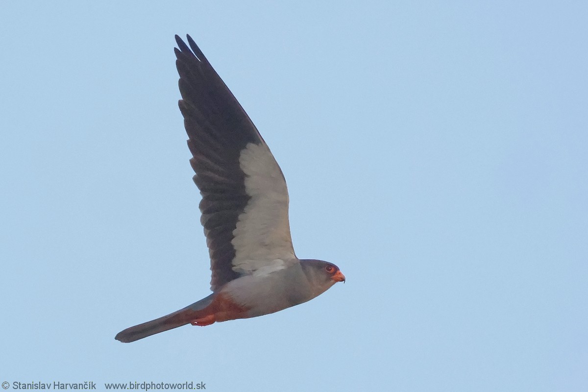Belatz mantxuriarra - ML637707157