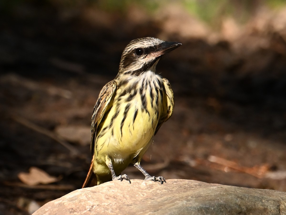 Sulphur-bellied Flycatcher - ML637707171