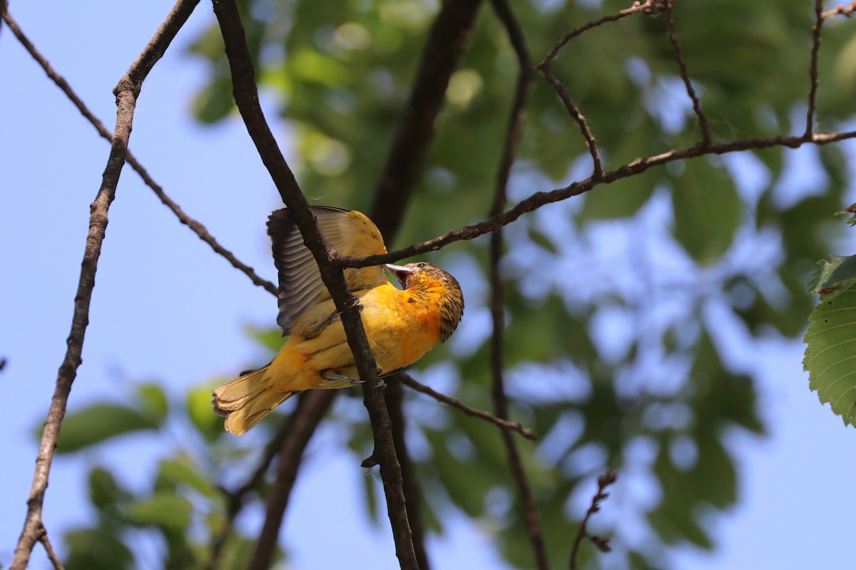 Baltimore Oriole - ML637707172