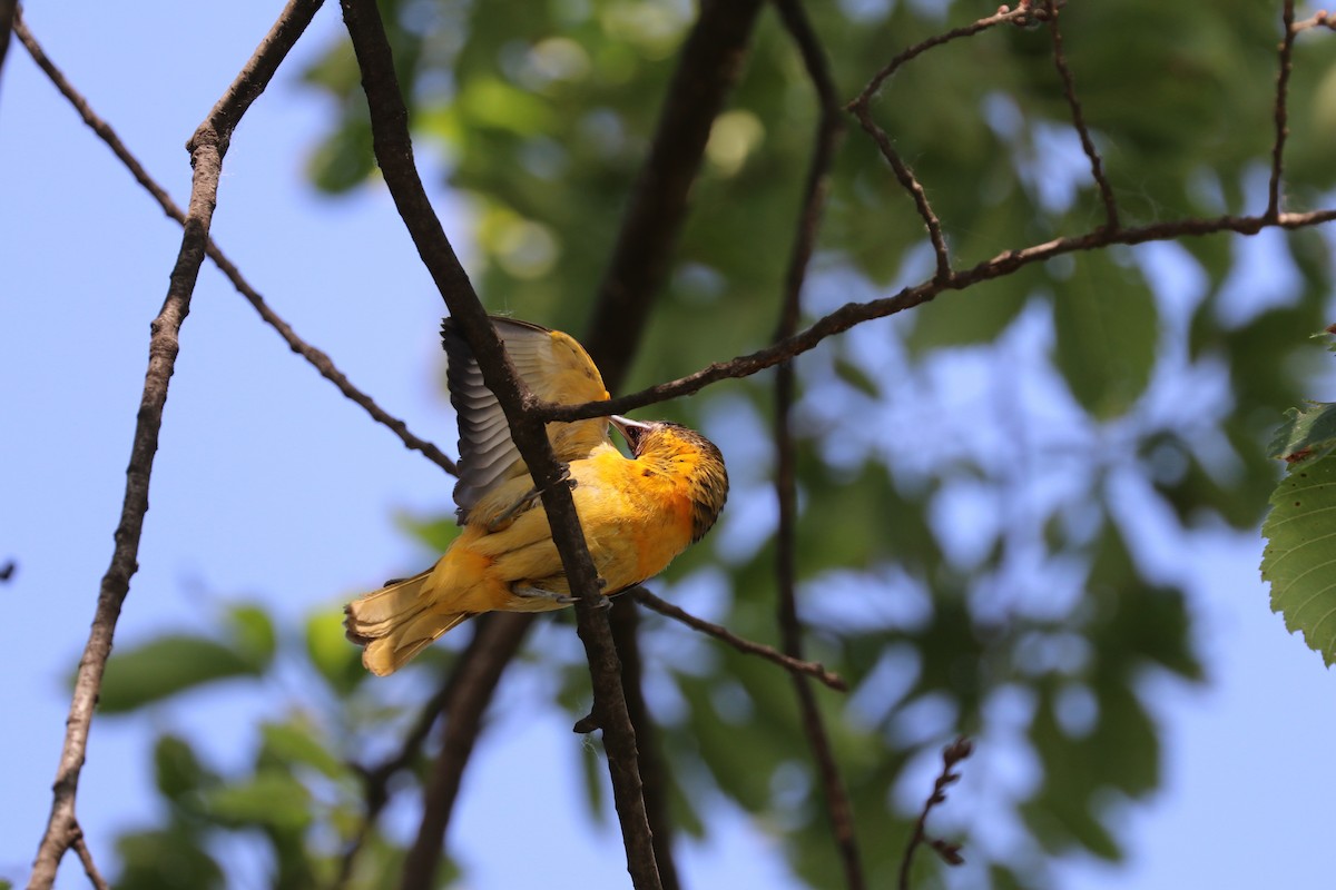Baltimore Oriole - ML637707173