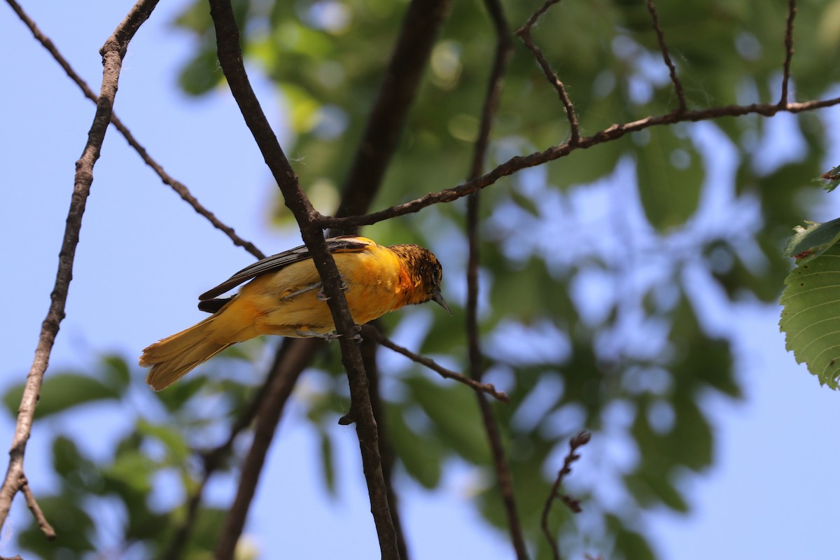 Baltimore Oriole - ML637707174