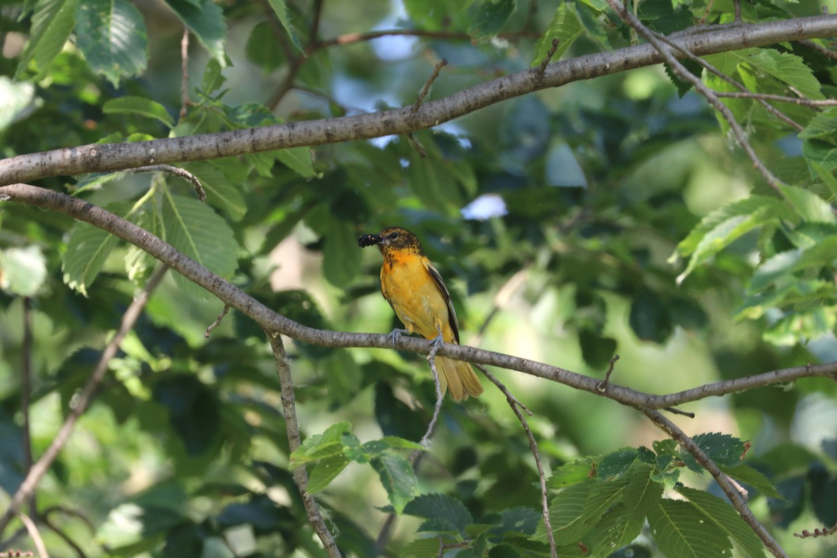 Baltimore Oriole - ML637707175