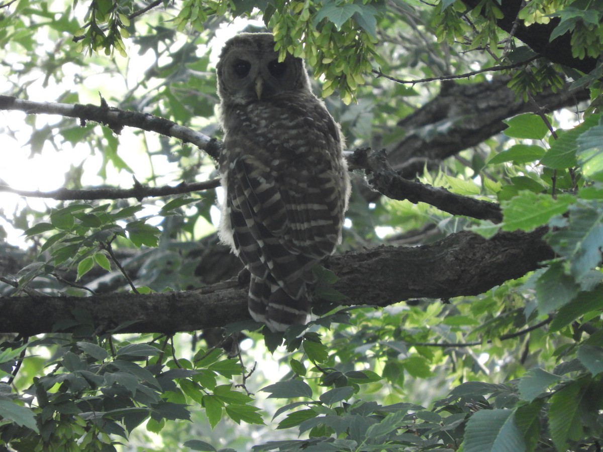 Barred Owl - ML637707176